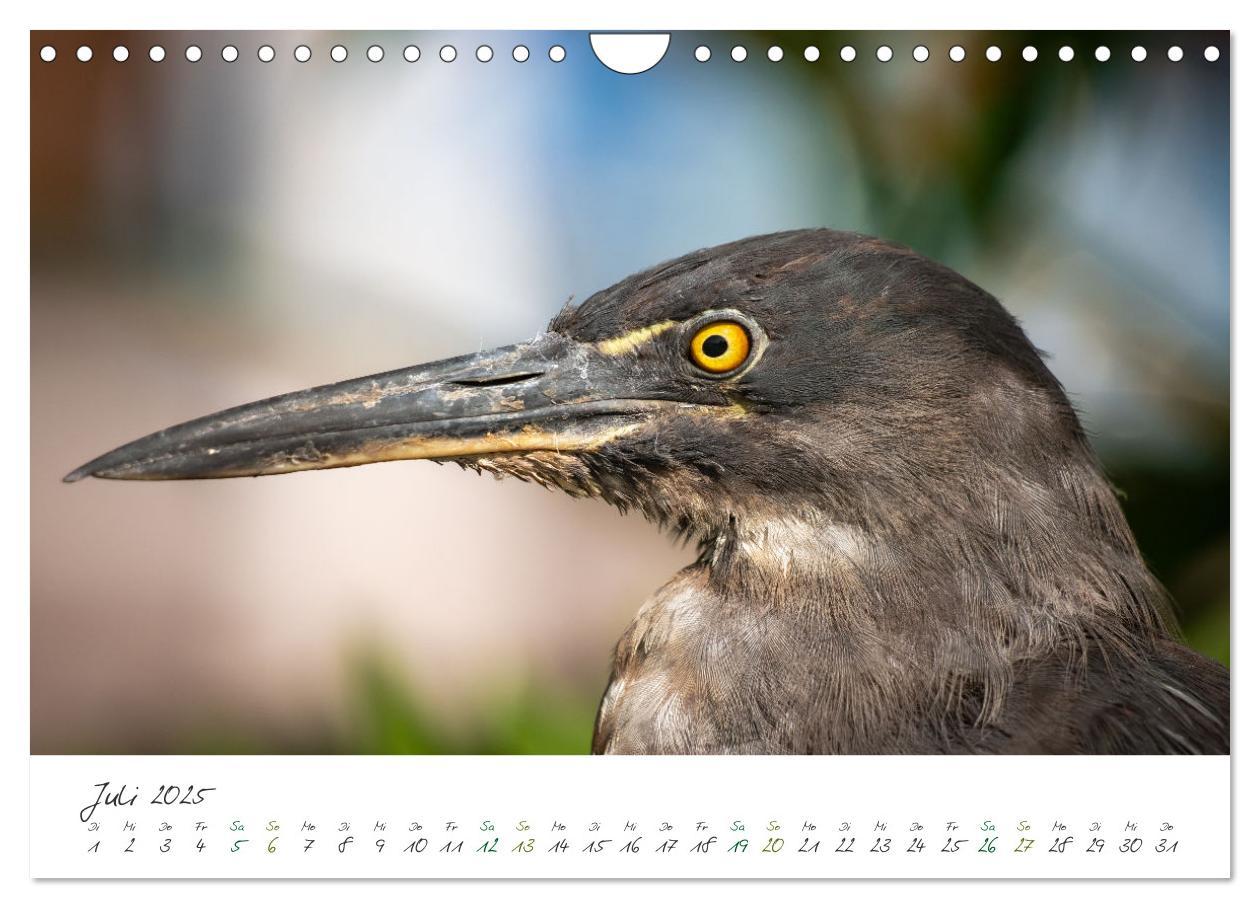 Bild: 9783383854200 | Wildes Galapagos - Die Tiere der Galapagos Inseln (Wandkalender...