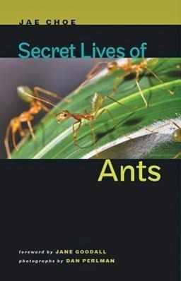 Cover: 9781421404288 | Secret Lives of Ants | Jae Choe | Buch | Gebunden | Englisch | 2012