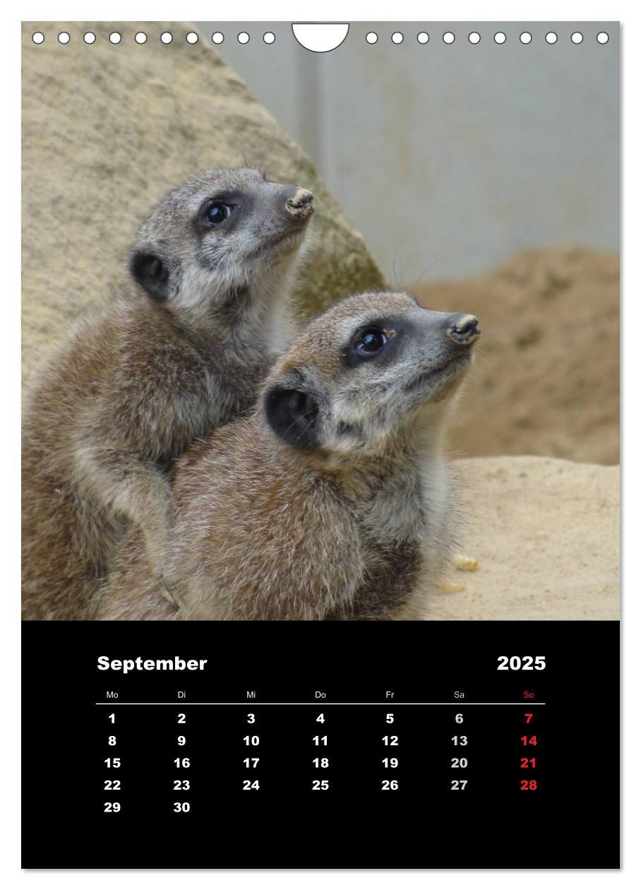 Bild: 9783457080597 | Erdmännchen (Wandkalender 2025 DIN A4 hoch), CALVENDO Monatskalender