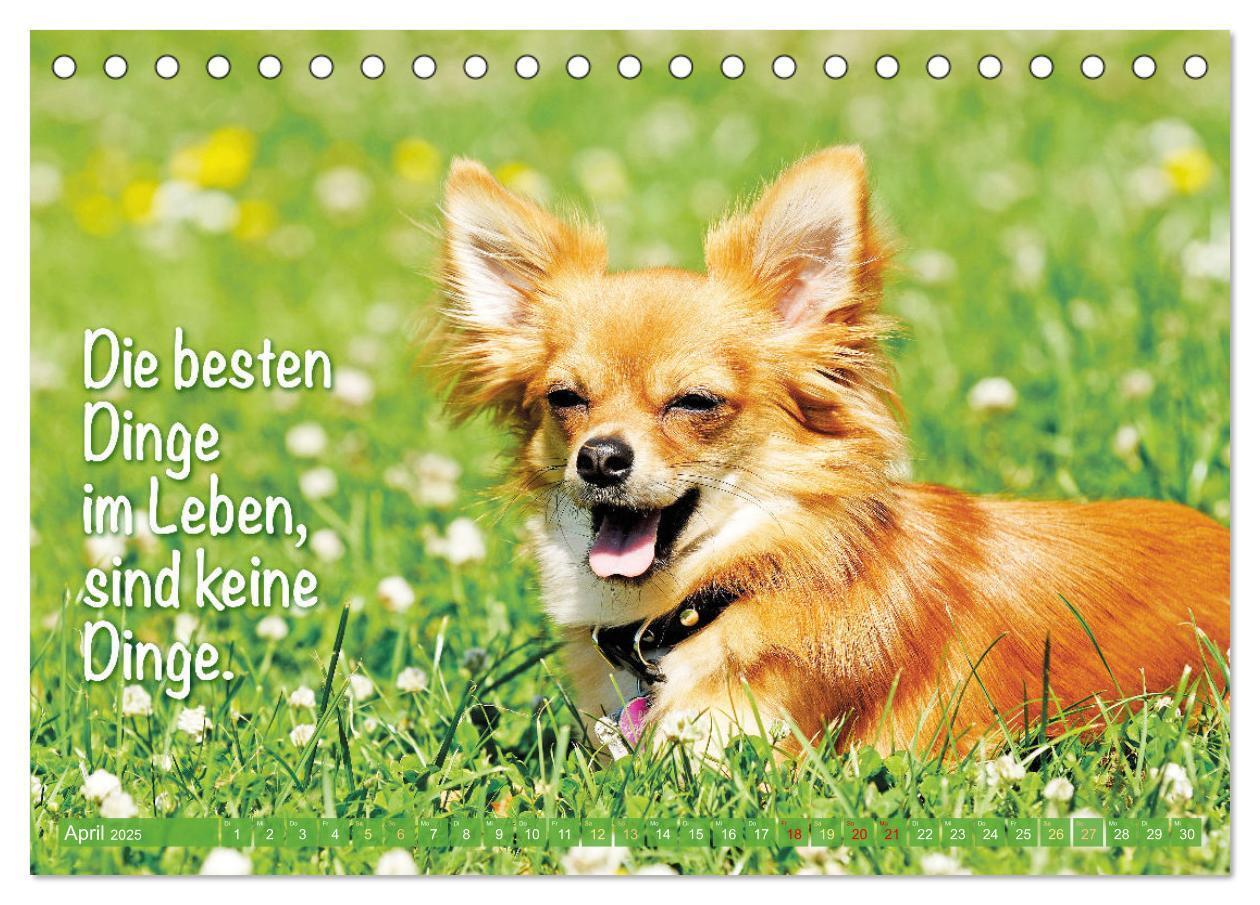 Bild: 9783457199879 | Chihuahua: Kleine Hunde, aber oho (Tischkalender 2025 DIN A5 quer),...