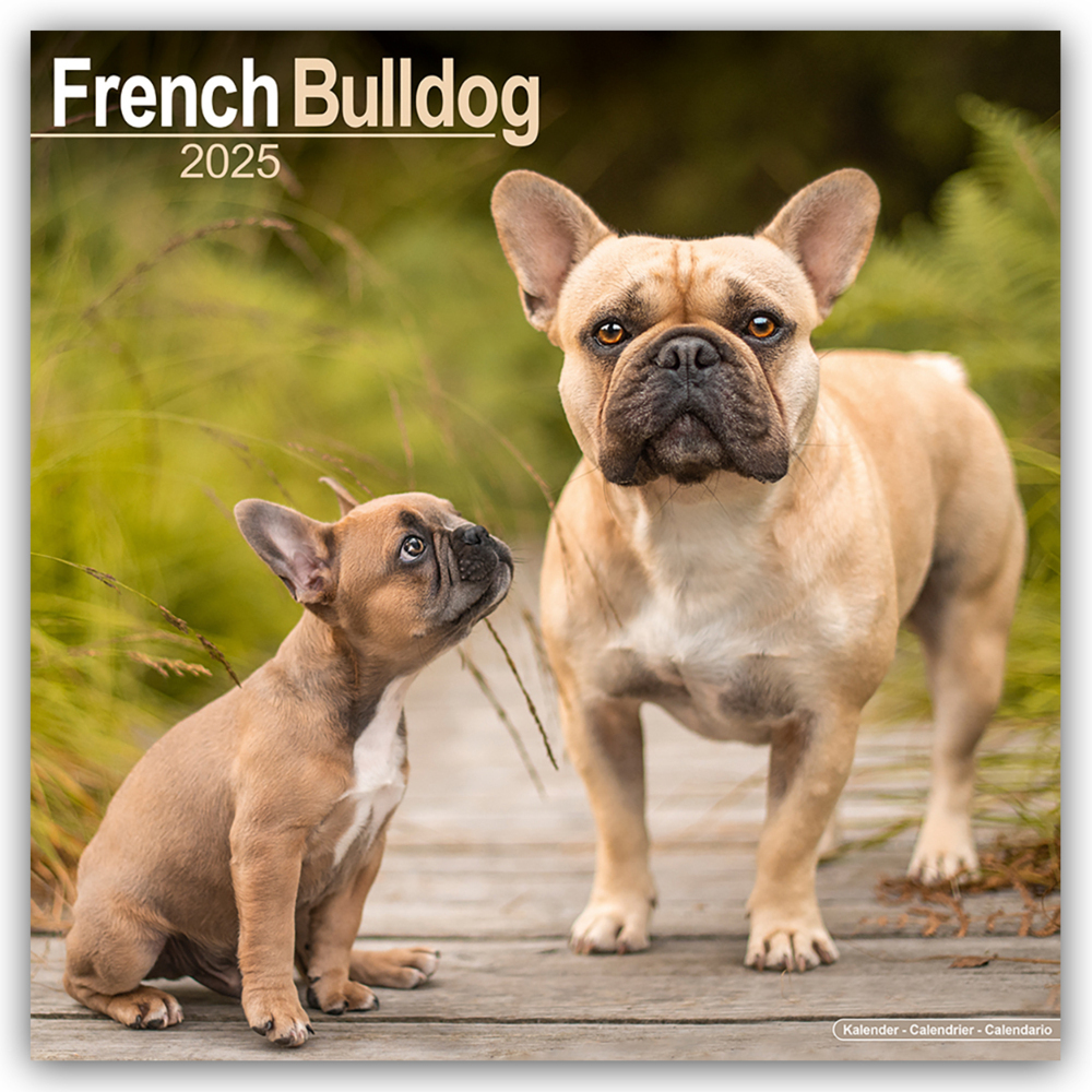 Cover: 9781804603468 | French Bulldog - Französische Bulldoggen 2025 - 16-Monatskalender