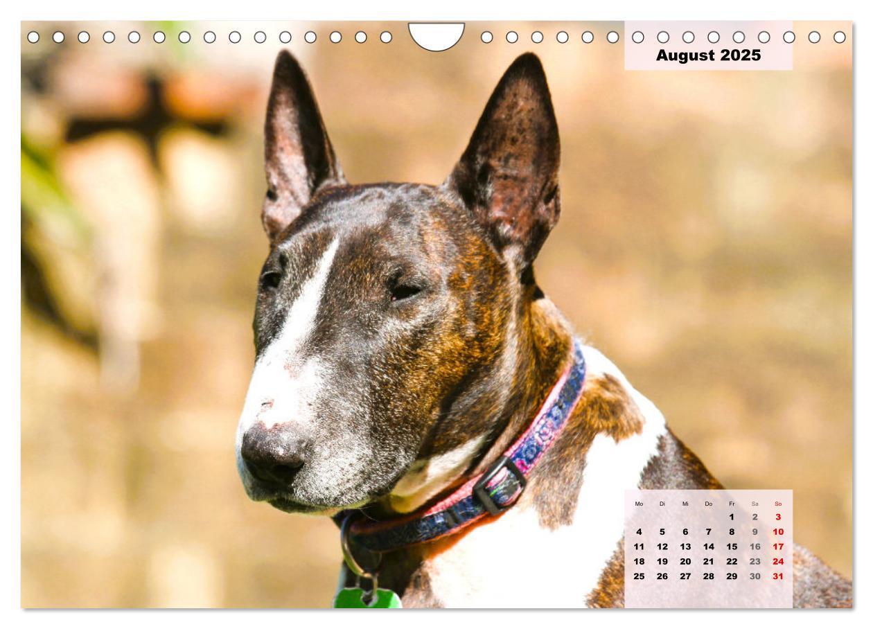 Bild: 9783383947438 | Bullterrier. Freudiges Wesen und Charakter (Wandkalender 2025 DIN...