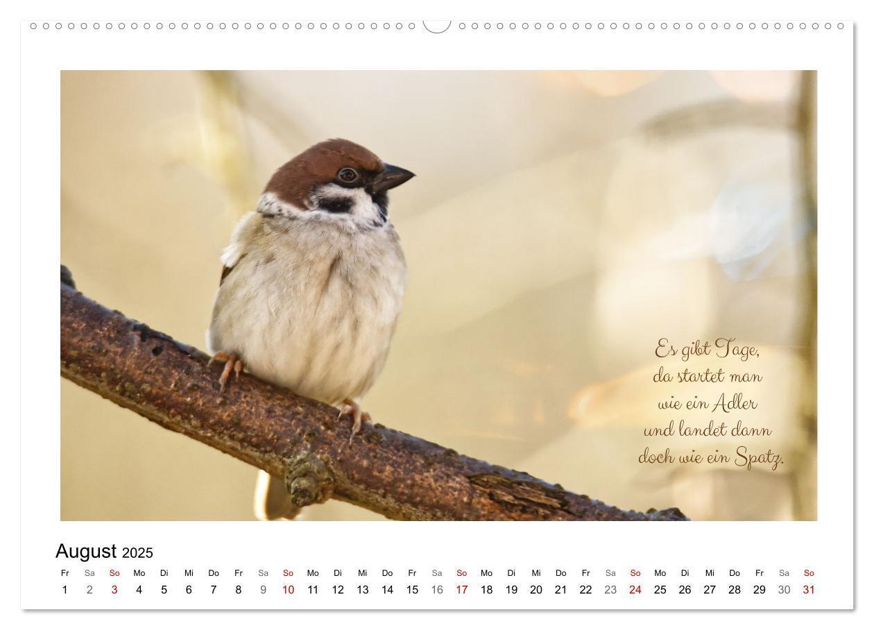 Bild: 9783383972560 | Vögel und geflügelte Worte (Wandkalender 2025 DIN A2 quer),...