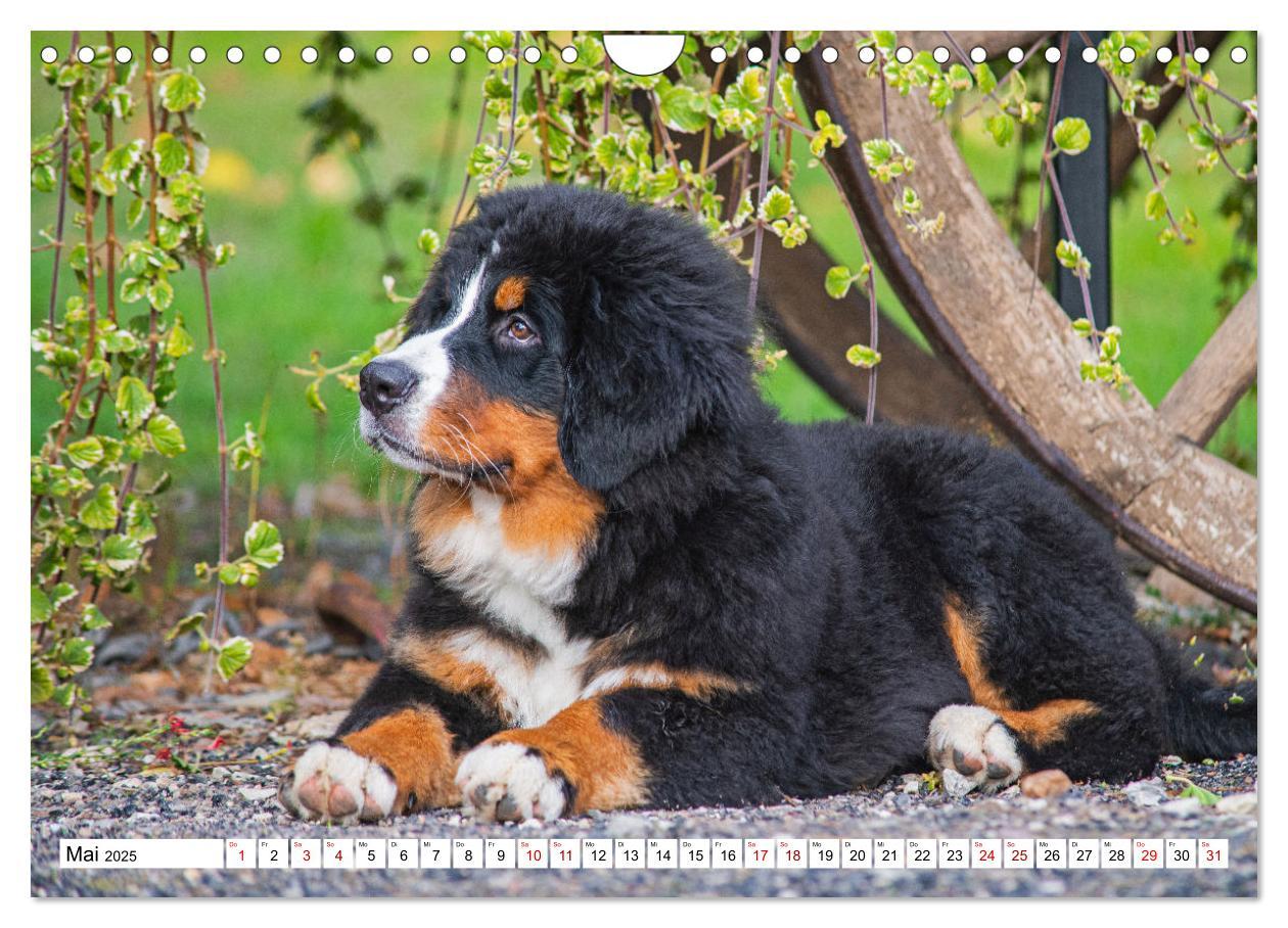 Bild: 9783383925252 | Berner Sennenhund - Eine Liebe für´s Leben (Wandkalender 2025 DIN...