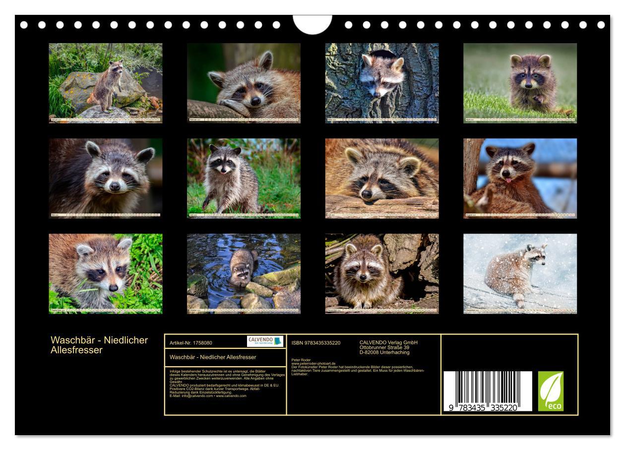 Bild: 9783435335220 | Waschbär - Niedlicher Allesfresser (Wandkalender 2025 DIN A4 quer),...