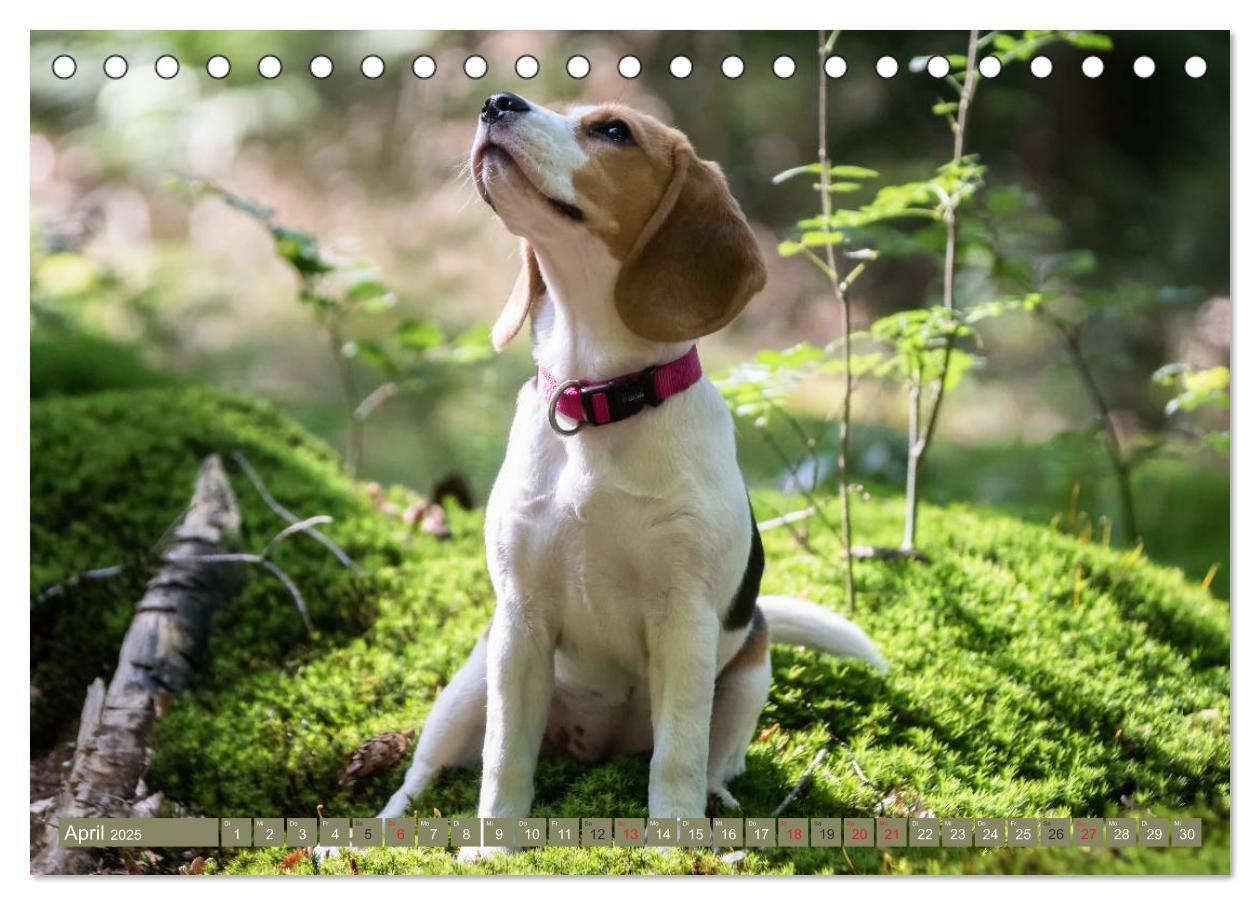 Bild: 9783435573578 | Beaglebabys auf Entdeckungstour (Tischkalender 2025 DIN A5 quer),...