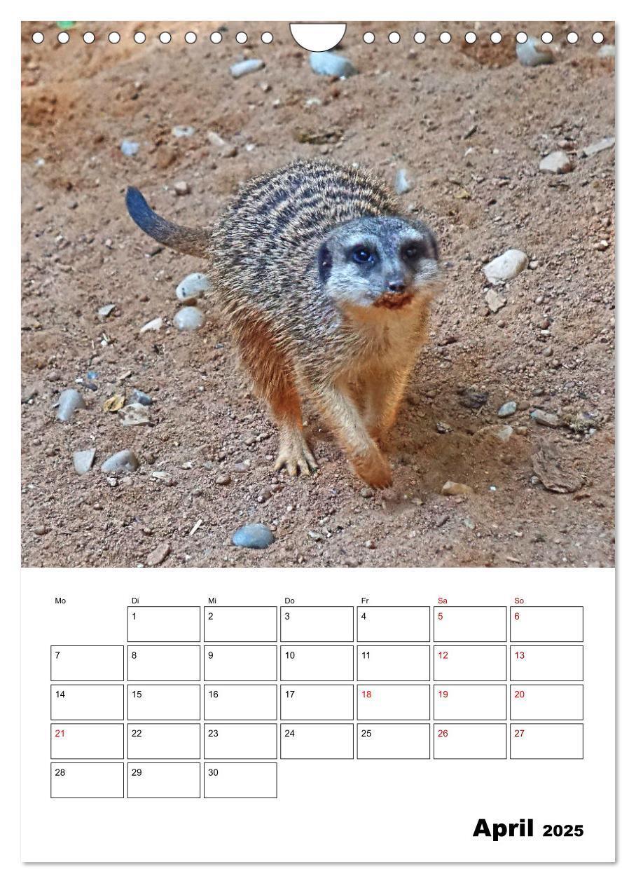 Bild: 9783435932818 | Niedliche Erdmännchen (Wandkalender 2025 DIN A4 hoch), CALVENDO...