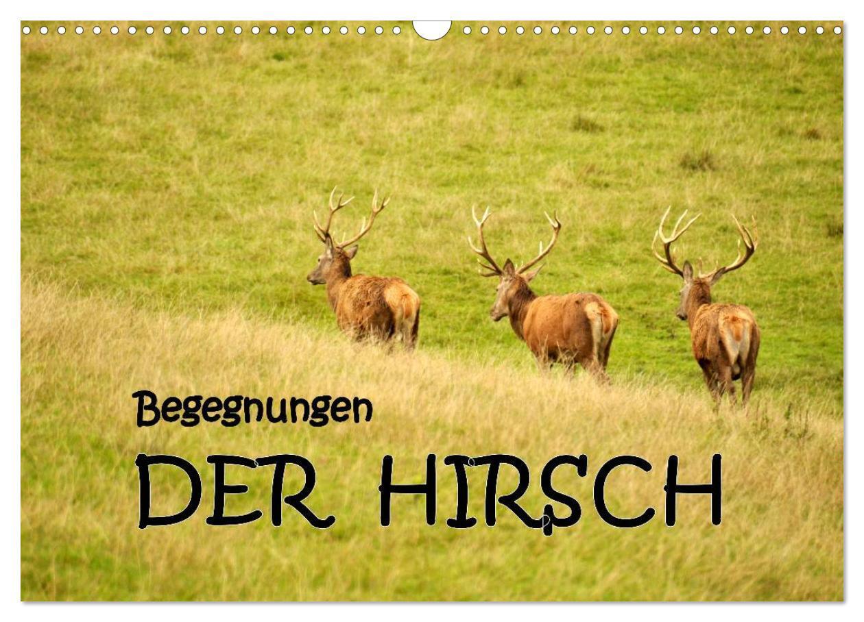 Cover: 9783435634569 | Begegnungen. DER HIRSCH (Wandkalender 2025 DIN A3 quer), CALVENDO...