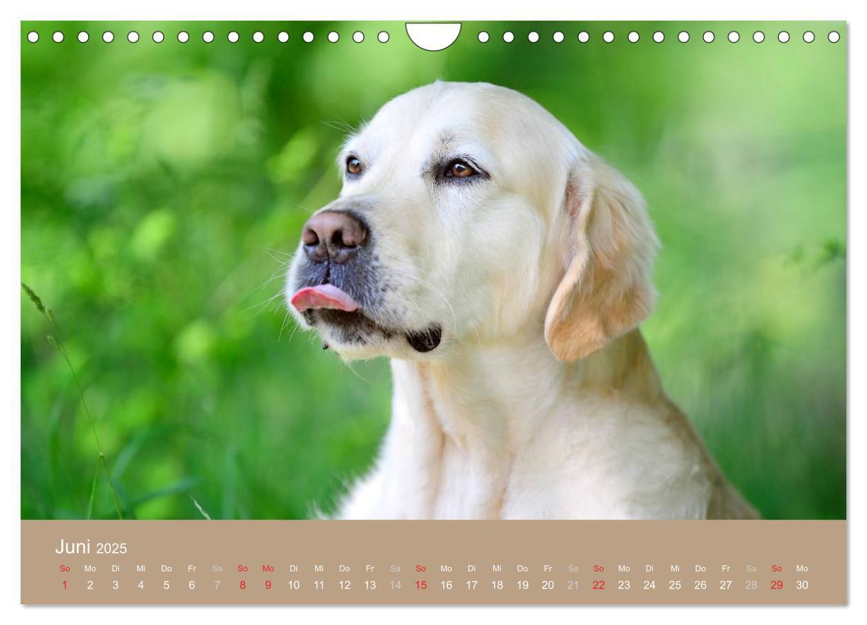 Bild: 9783435744107 | Golden Retriever (Wandkalender 2025 DIN A4 quer), CALVENDO...