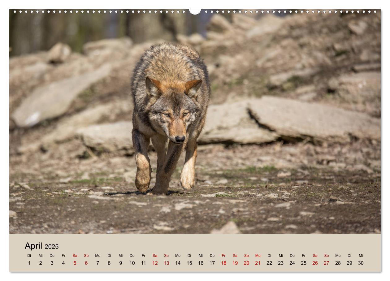 Bild: 9783435346219 | Wolfsrudel (Wandkalender 2025 DIN A2 quer), CALVENDO Monatskalender