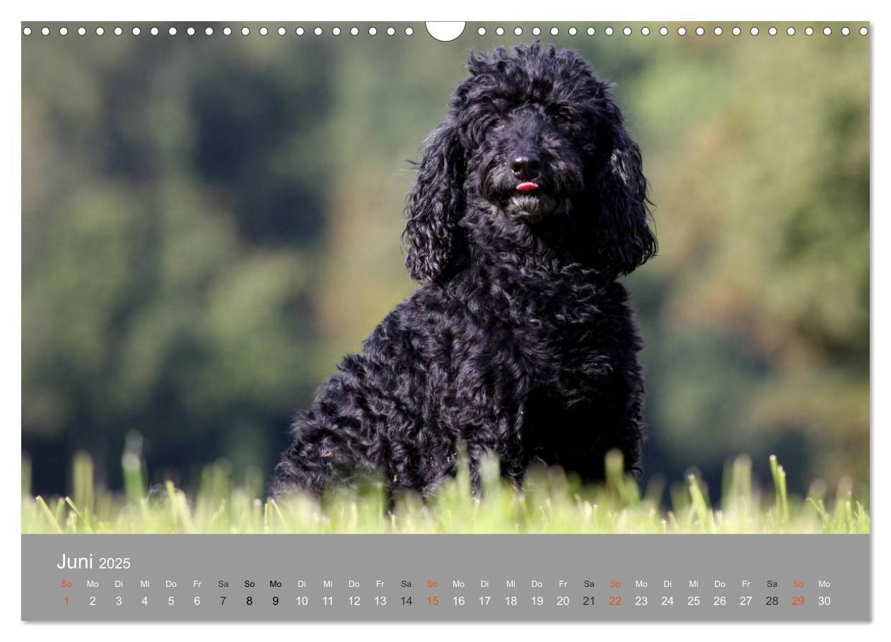 Bild: 9783435643622 | Graue Schnuten - Hunde in den besten Jahren (Wandkalender 2025 DIN...