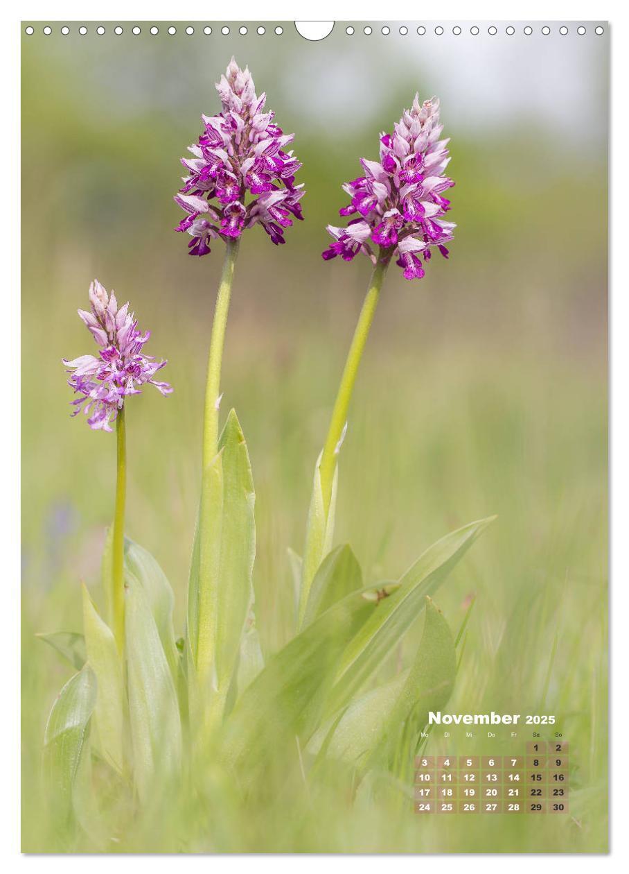 Bild: 9783435990207 | Orchideen in freier Wildbahn (Wandkalender 2025 DIN A3 hoch),...