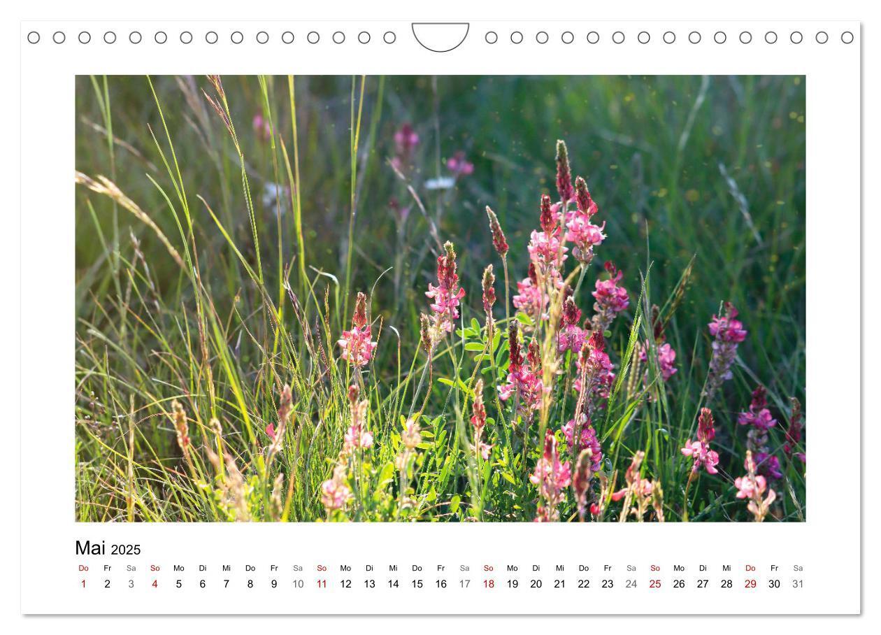 Bild: 9783435078158 | Mein Sehnsuchtsort, die Blumenwiese (Wandkalender 2025 DIN A4...