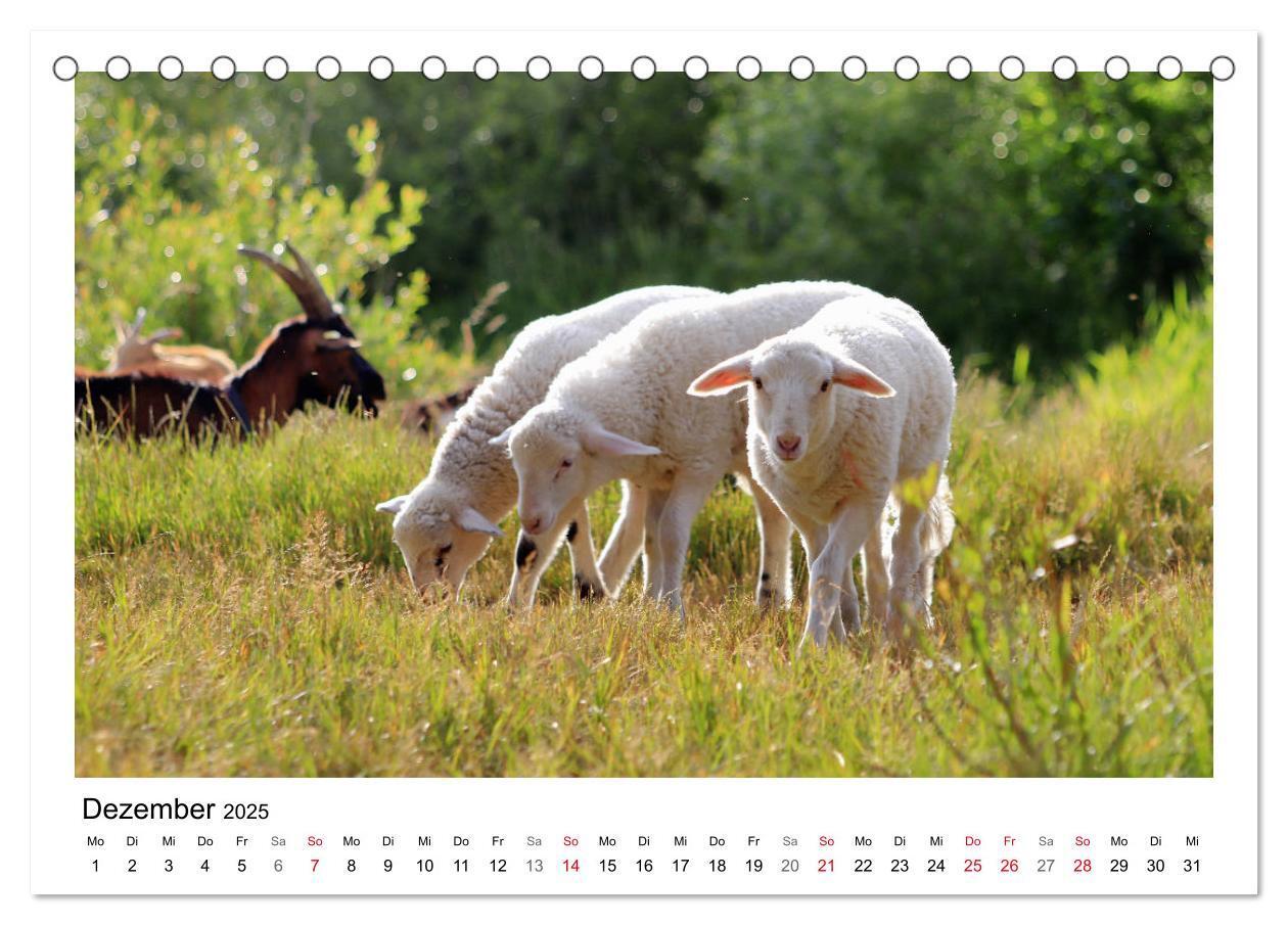 Bild: 9783435429233 | Schäfchen zählen - Mit Schafen durchs Jahr (Tischkalender 2025 DIN...