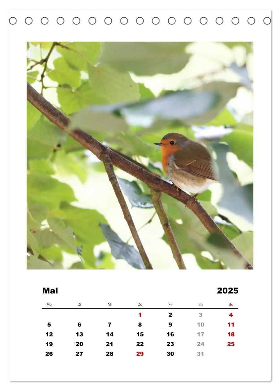 Bild: 9783435916948 | Rotkehlchen, süße kleine Knutschkugeln (Tischkalender 2025 DIN A5...