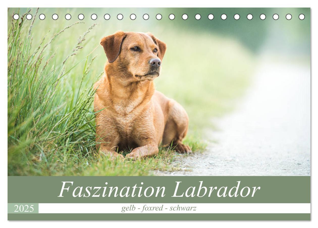 Cover: 9783435313754 | Faszination Labrador - gelb, foxred, schwarz (Tischkalender 2025...