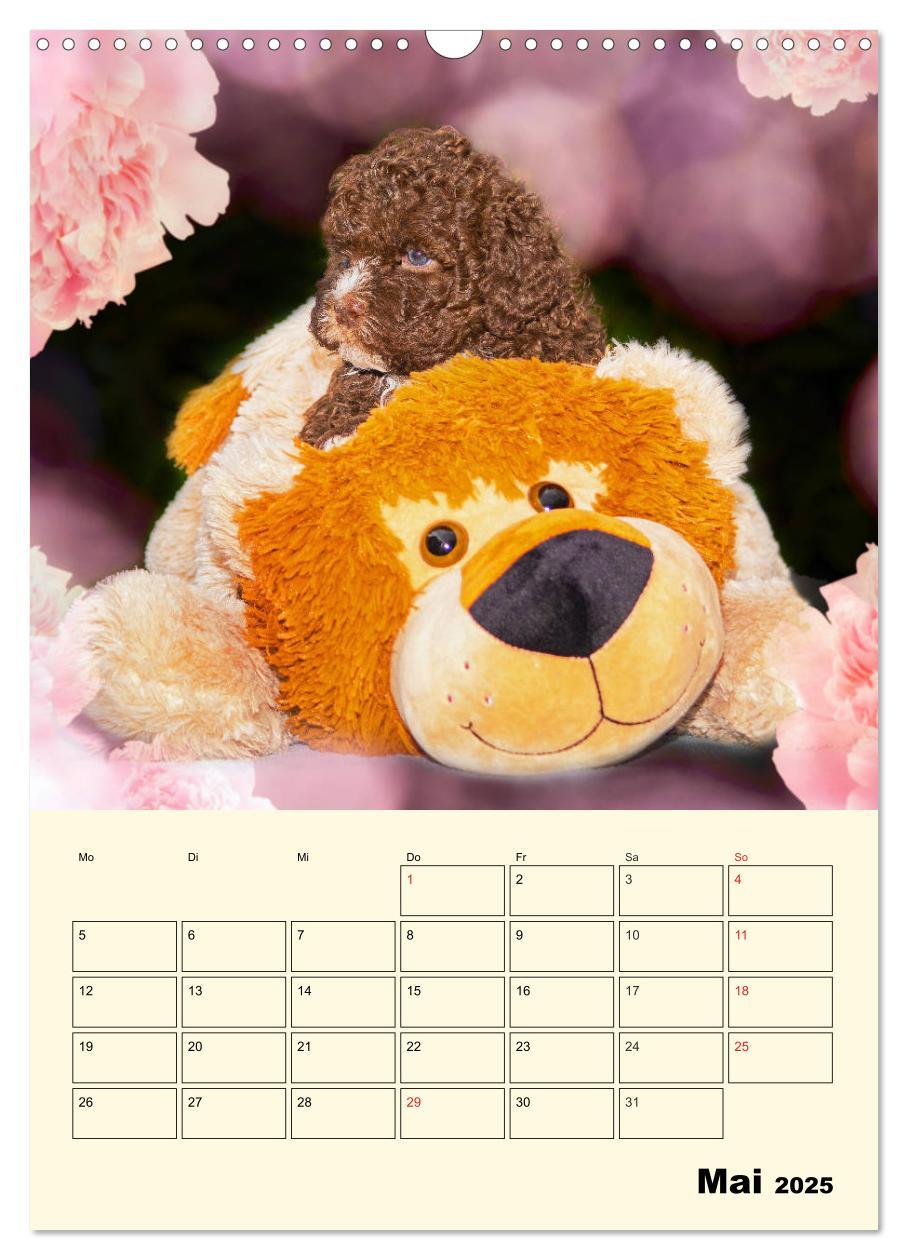 Bild: 9783435952236 | Jahresplaner Lagotto Romagnolo Welpen (Wandkalender 2025 DIN A3...