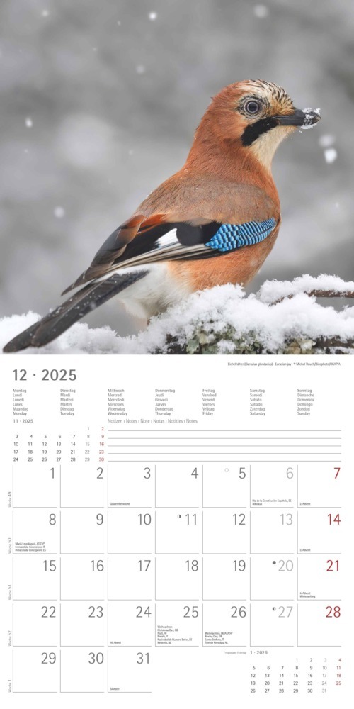 Bild: 4251732340728 | Alpha Edition - Vögel 2025 Broschürenkalender, 30x30cm,...