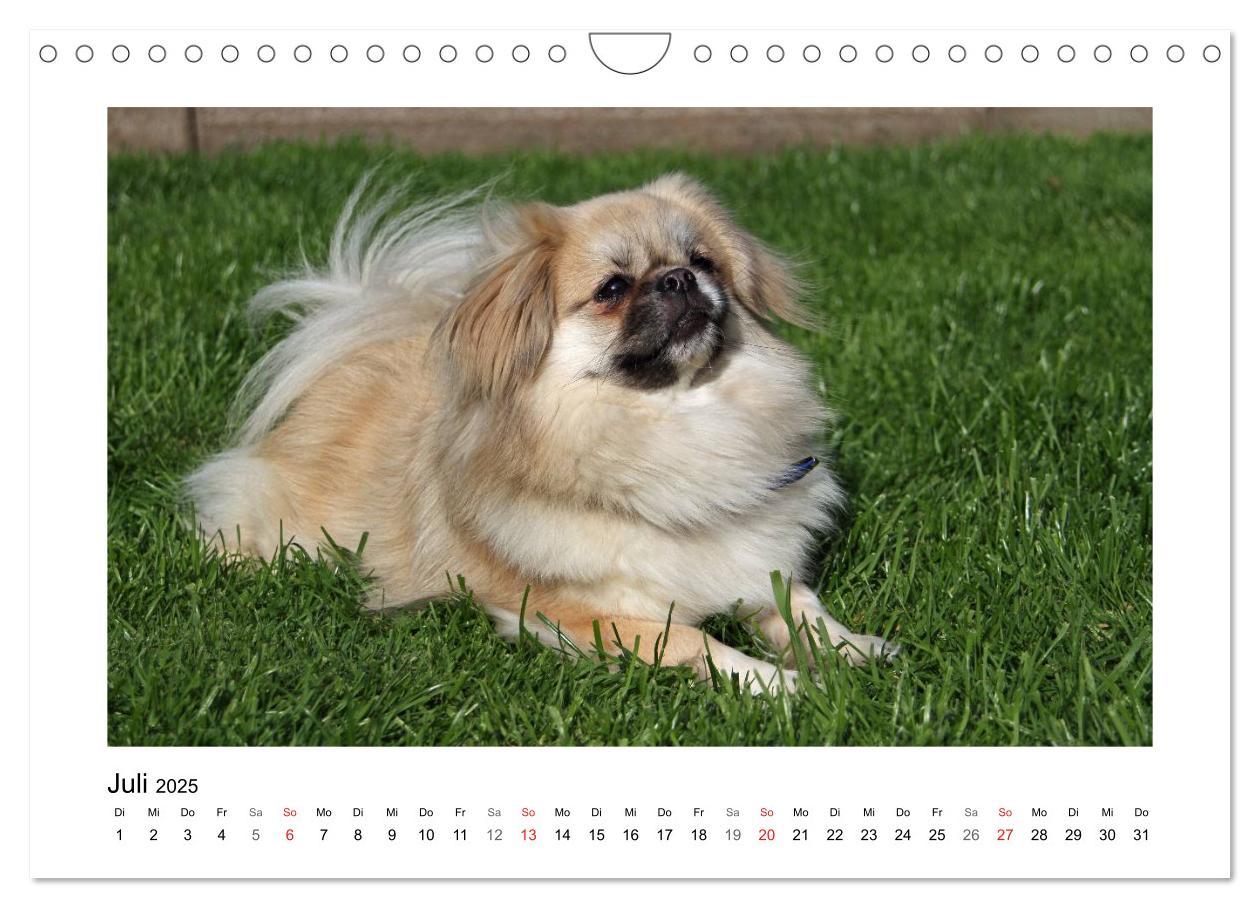 Bild: 9783435681570 | Tibet-Spaniel (Wandkalender 2025 DIN A4 quer), CALVENDO Monatskalender