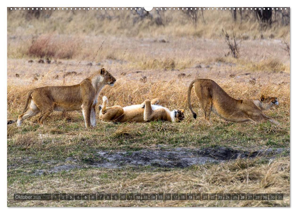 Bild: 9783435725229 | Botswana ¿ Landschaft und Tierwelt (Wandkalender 2025 DIN A2 quer),...