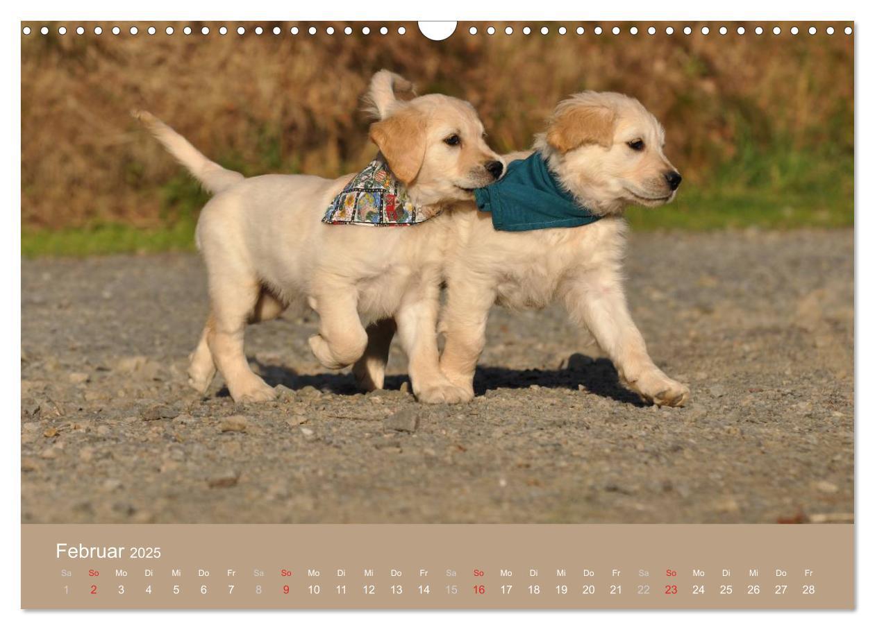 Bild: 9783435743827 | Golden Retriever (Wandkalender 2025 DIN A3 quer), CALVENDO...