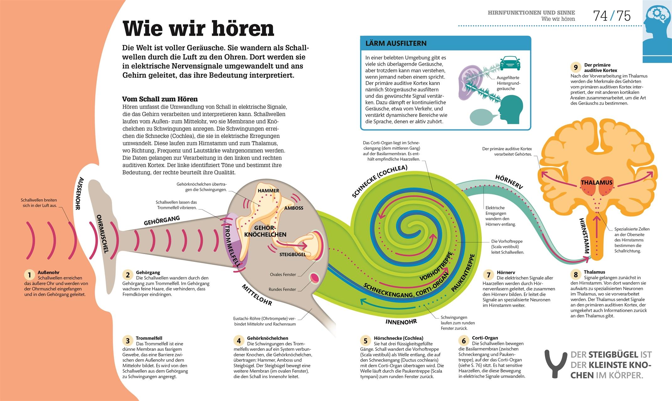 Bild: 9783831040186 | #dkinfografik. Das menschliche Gehirn und wie es funktioniert | Buch