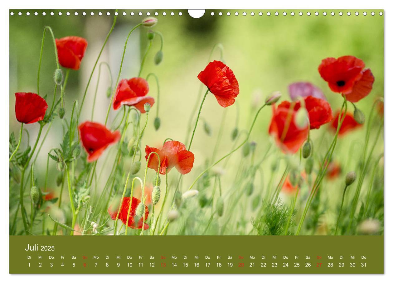 Bild: 9783435122516 | Mohnblumen Romantik (Wandkalender 2025 DIN A3 quer), CALVENDO...