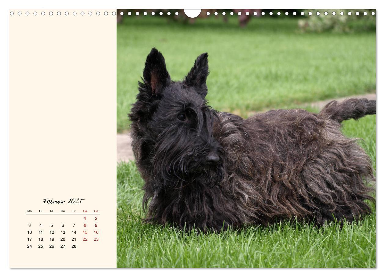 Bild: 9783435341672 | Scottish Terrier - Charmantes Rauhbein (Wandkalender 2025 DIN A3...