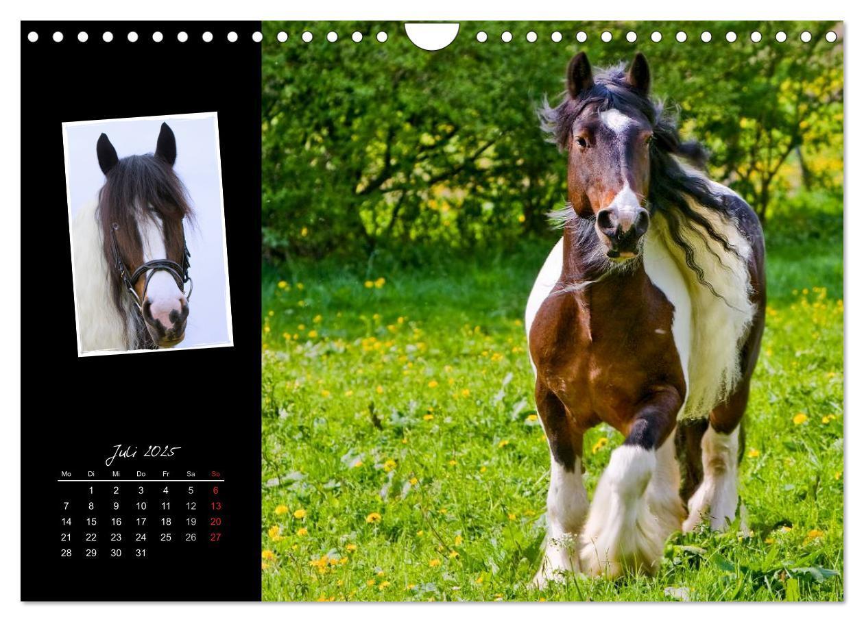 Bild: 9783435748112 | Irish Tinker (Wandkalender 2025 DIN A4 quer), CALVENDO Monatskalender