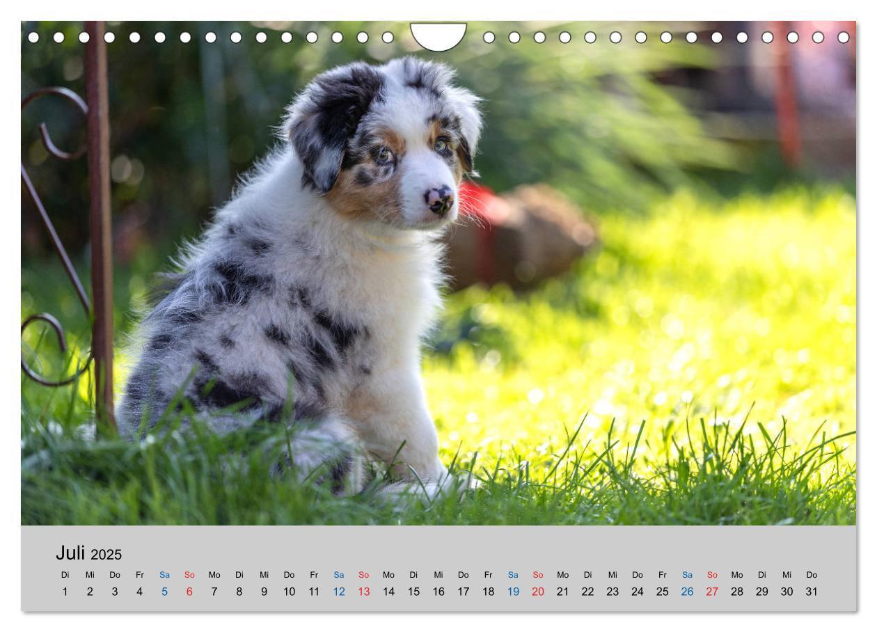 Bild: 9783435151394 | Australian Shepherd Welpen 2025 (Wandkalender 2025 DIN A4 quer),...