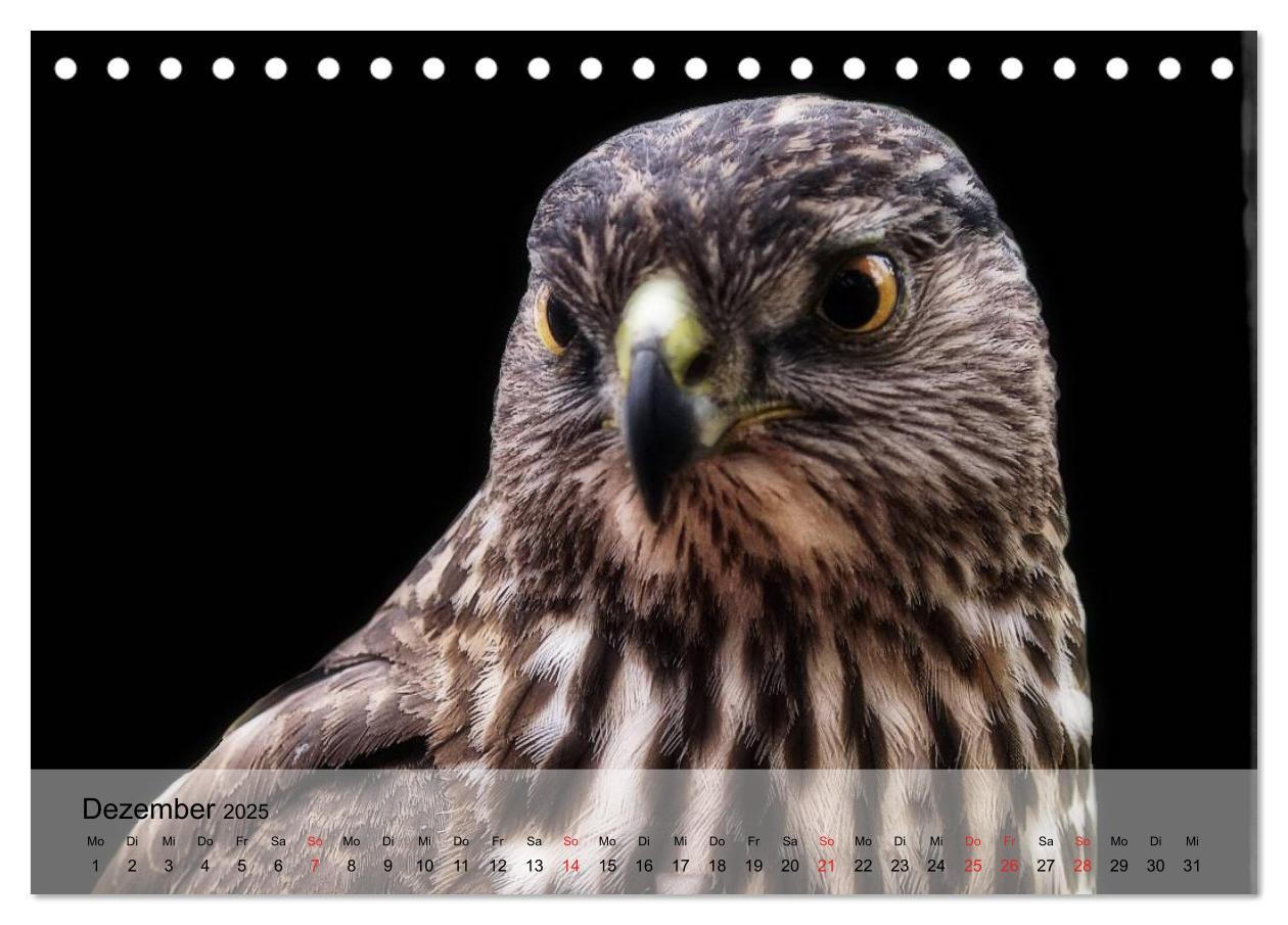 Bild: 9783435650330 | Falken und Greifvögel. Edle Jäger (Tischkalender 2025 DIN A5 quer),...