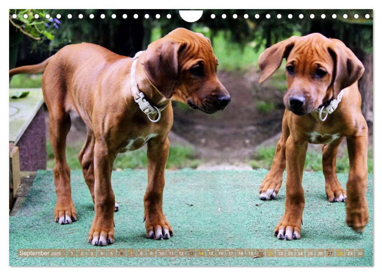 Bild: 9783435369614 | Rhodesian Ridgeback - Moments (Wandkalender 2025 DIN A4 quer),...