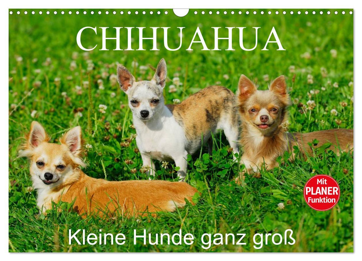 Cover: 9783435541157 | Chihuahua - Kleine Hunde ganz groß (Wandkalender 2025 DIN A3 quer),...