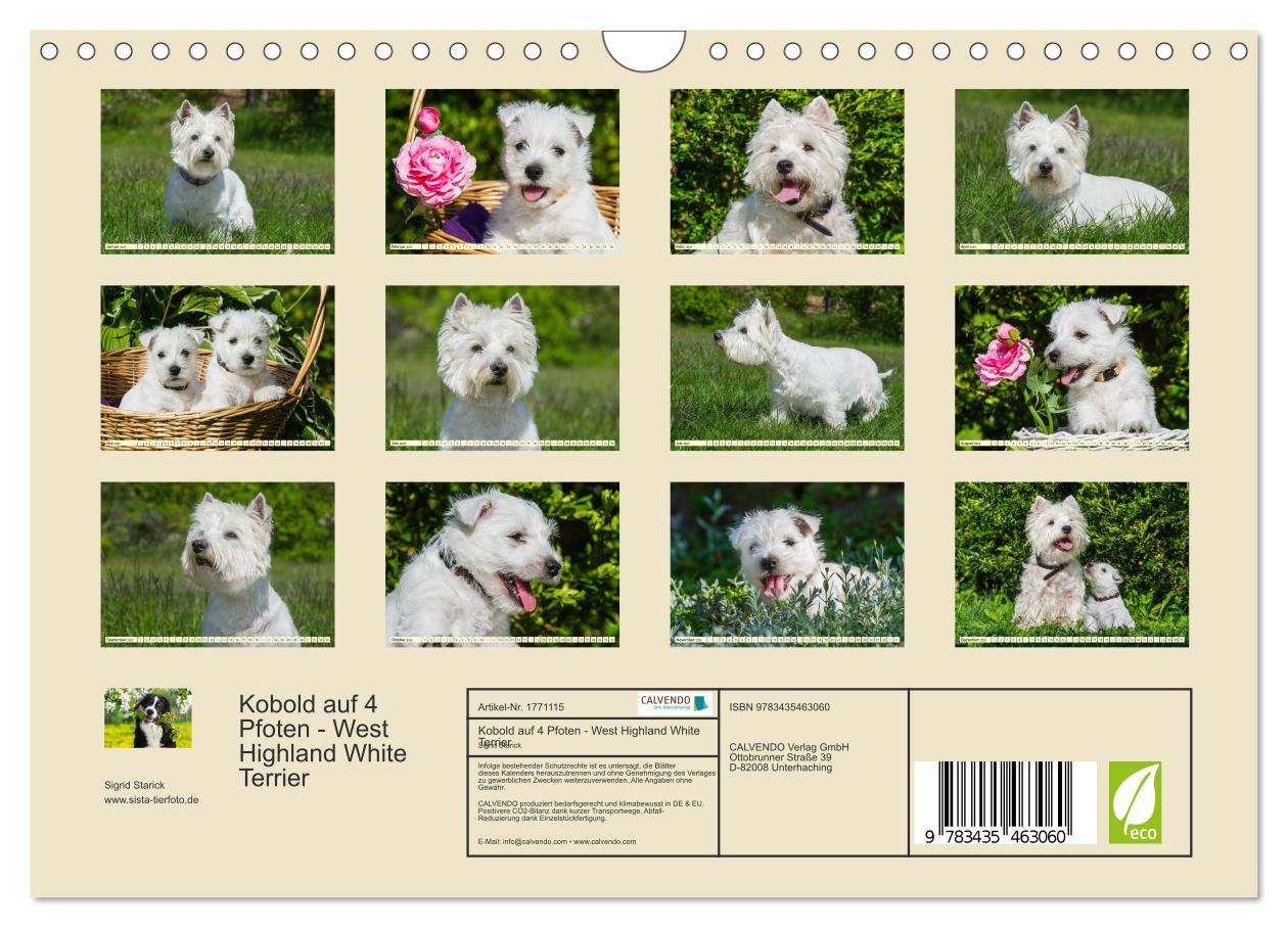 Bild: 9783435463060 | Kobold auf 4 Pfoten - West Highland White Terrier (Wandkalender...