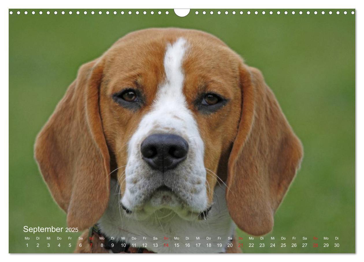 Bild: 9783435746569 | Beagle (Wandkalender 2025 DIN A3 quer), CALVENDO Monatskalender | Berg