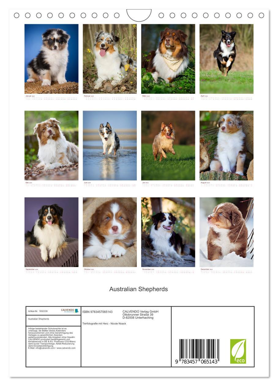 Bild: 9783457065143 | Australian Shepherds (Wandkalender 2025 DIN A4 hoch), CALVENDO...