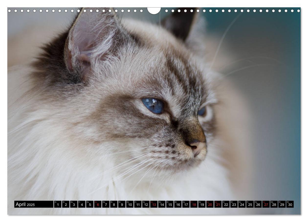 Bild: 9783435758036 | Heilige Birma Katzenkalender (Wandkalender 2025 DIN A3 quer),...