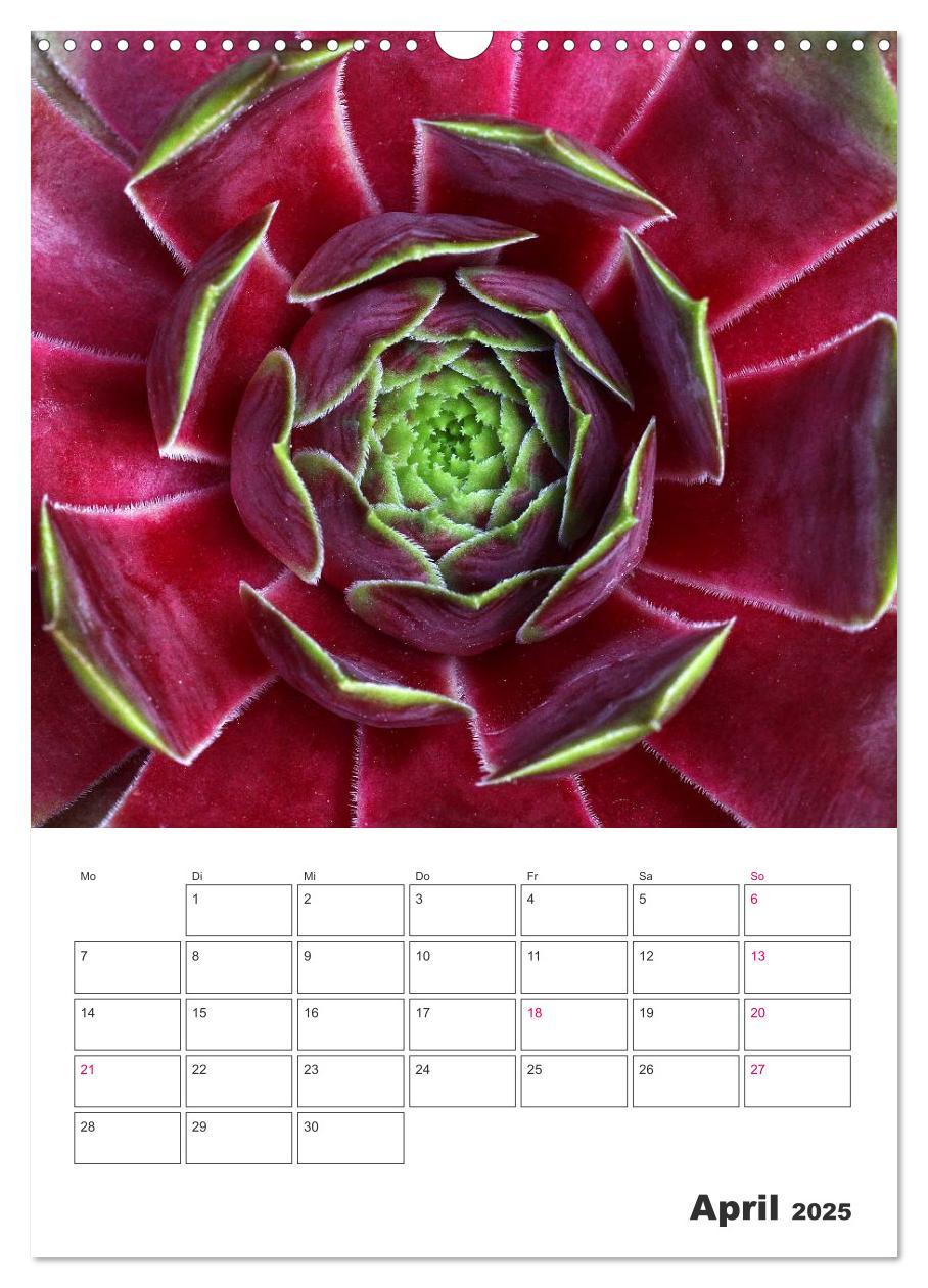 Bild: 9783457021675 | Ich liebe Sempervivum (Wandkalender 2025 DIN A3 hoch), CALVENDO...