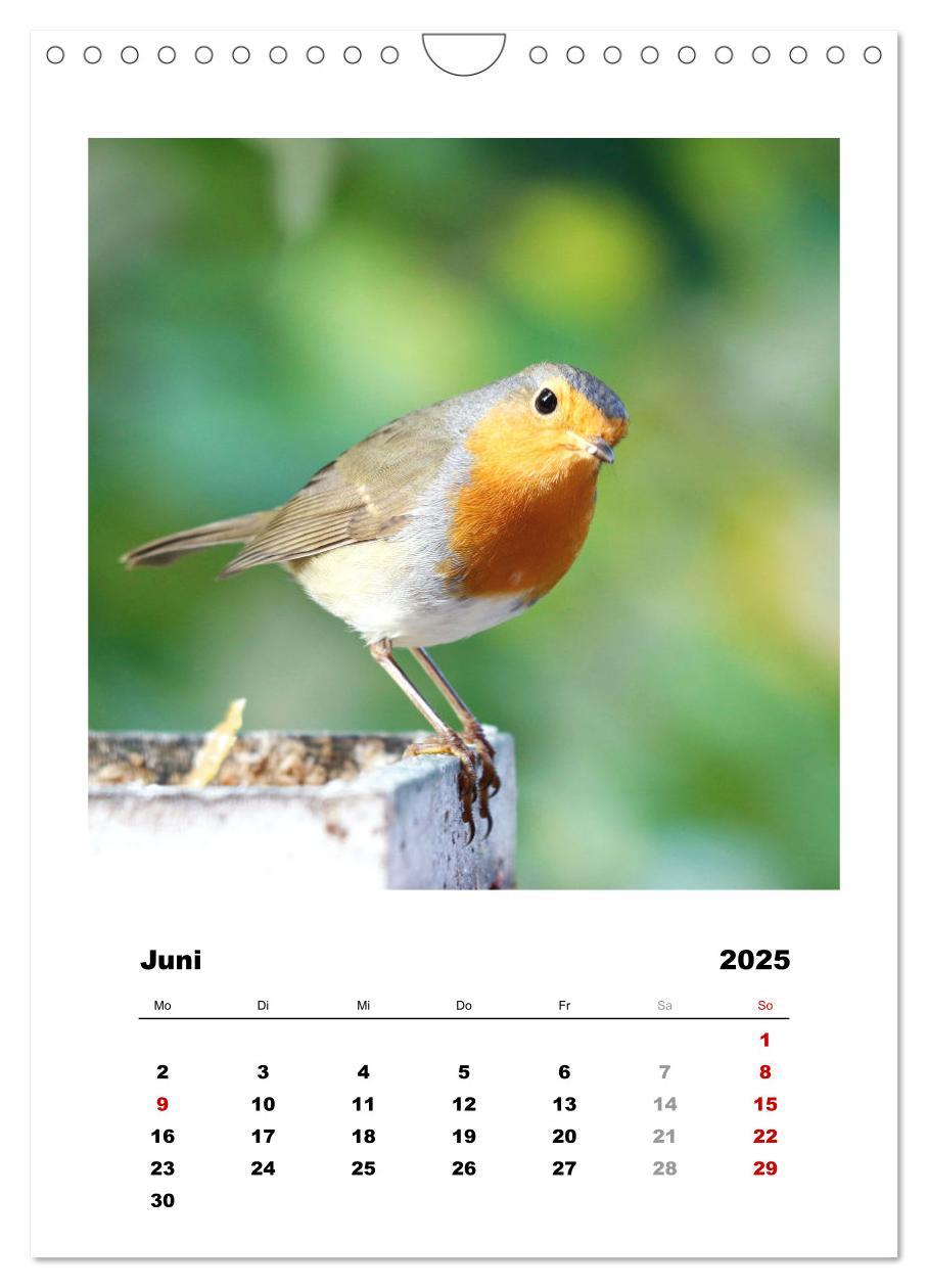 Bild: 9783435929955 | Rotkehlchen, süße kleine Knutschkugeln (Wandkalender 2025 DIN A4...