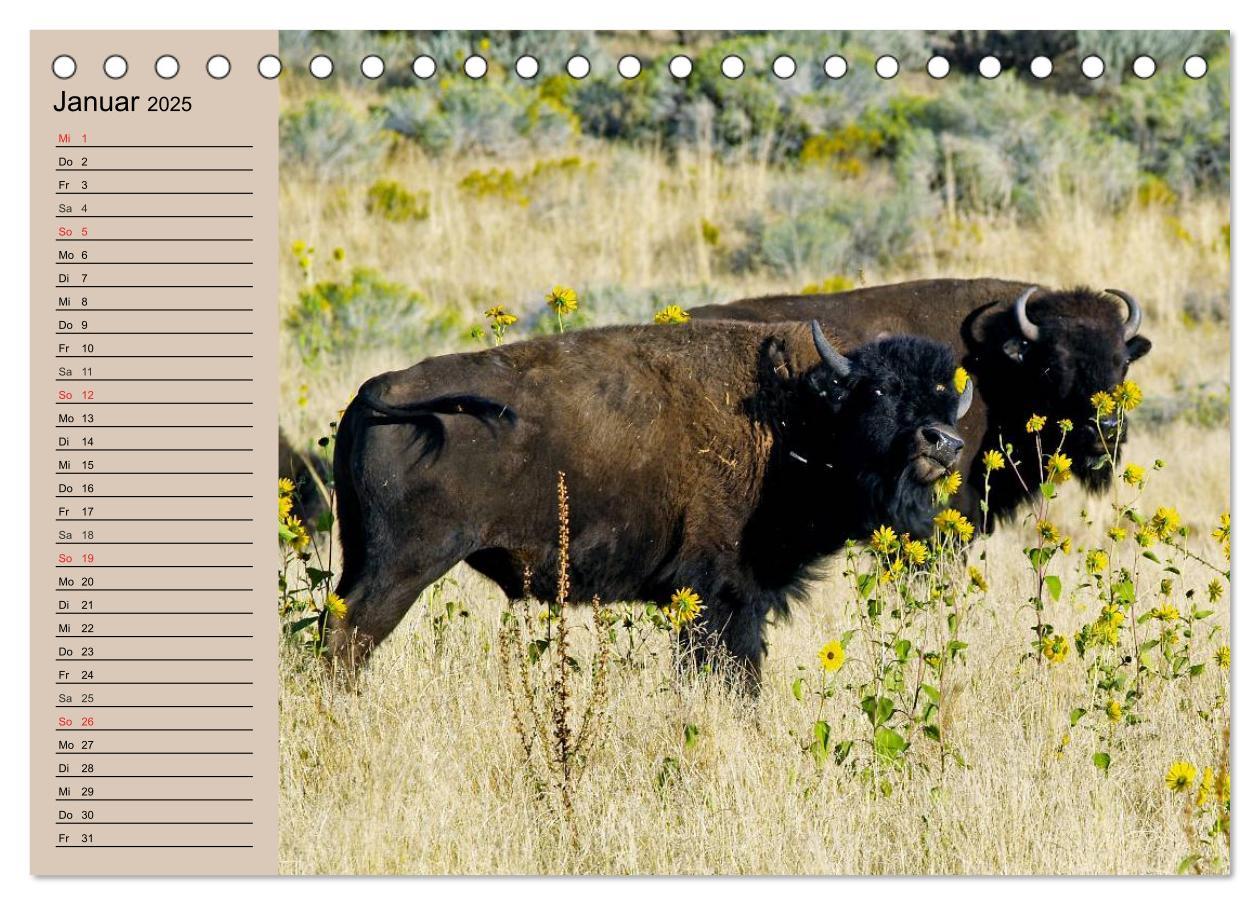 Bild: 9783435548798 | Büffel. Wisent und Bison (Tischkalender 2025 DIN A5 quer), CALVENDO...