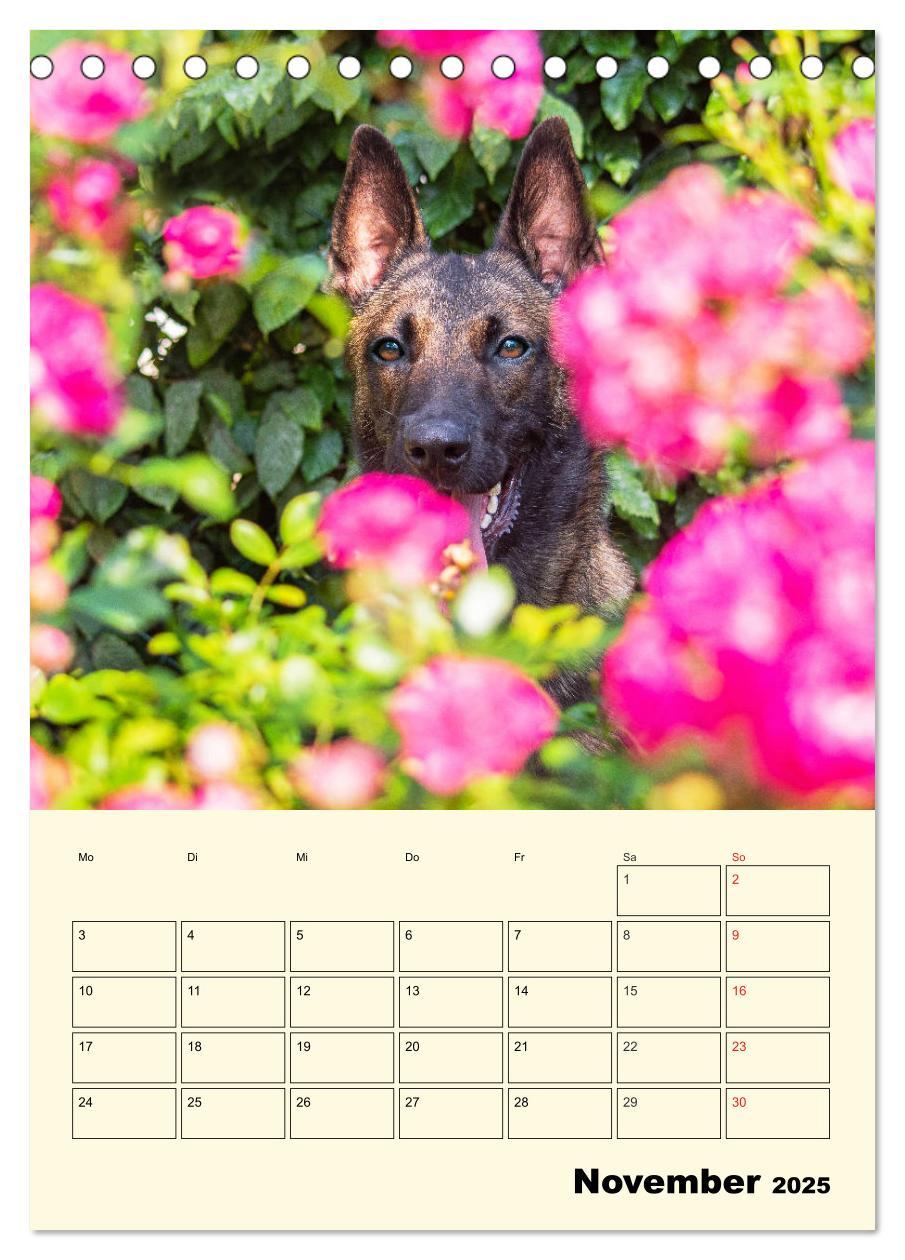 Bild: 9783435944293 | Familienplaner Tausendsassa Malinois (Tischkalender 2025 DIN A5...