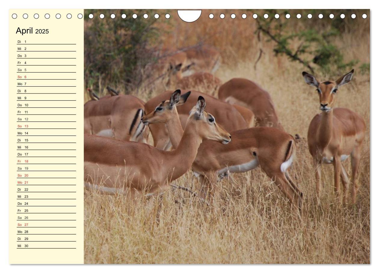 Bild: 9783435494118 | Afrika. Tiere in freier Wildbahn (Wandkalender 2025 DIN A4 quer),...