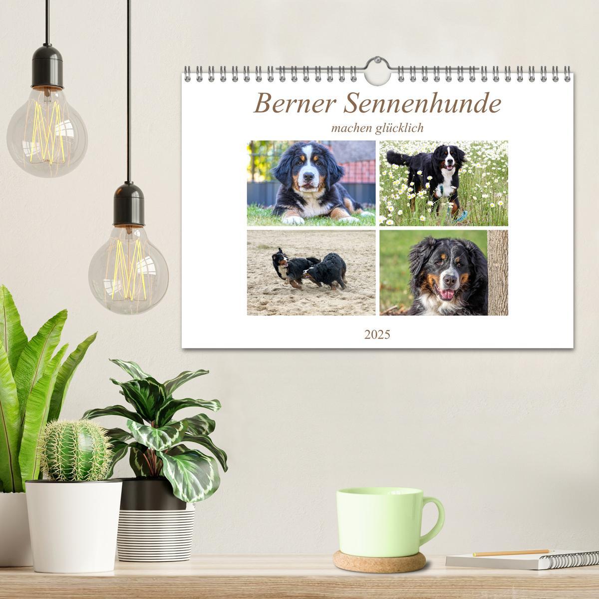 Bild: 9783435327522 | Berner Sennenhunde machen glücklich (Wandkalender 2025 DIN A4...