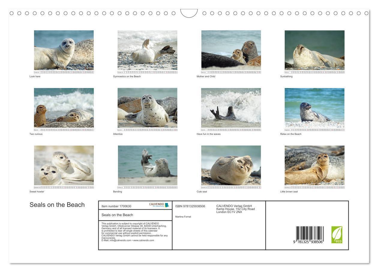 Bild: 9781325938506 | Seals on the Beach (Wall Calendar 2025 DIN A3 landscape), CALVENDO...