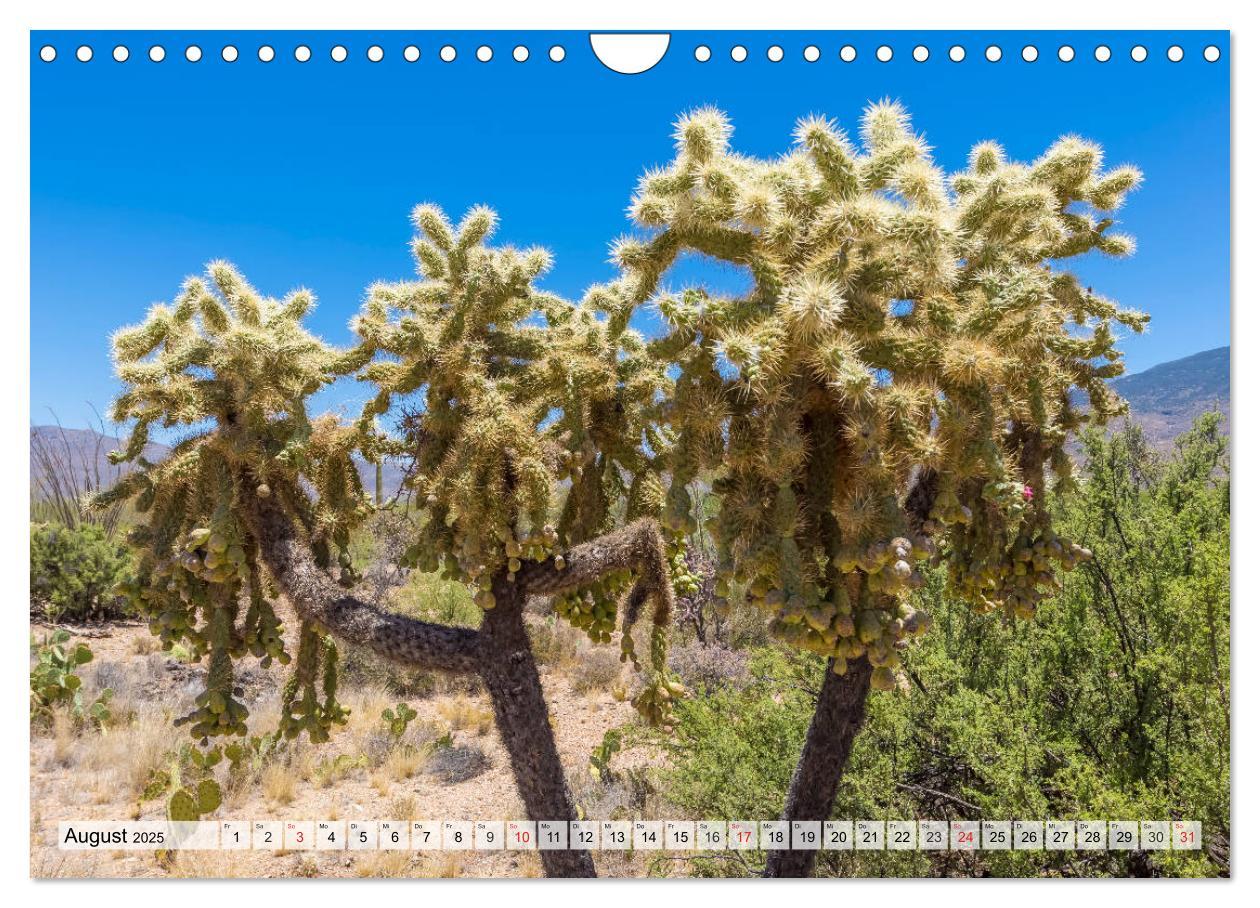 Bild: 9783435203079 | SAGUARO NATIONAL PARK Heimat des Saguaro-Kaktus (Wandkalender 2025...