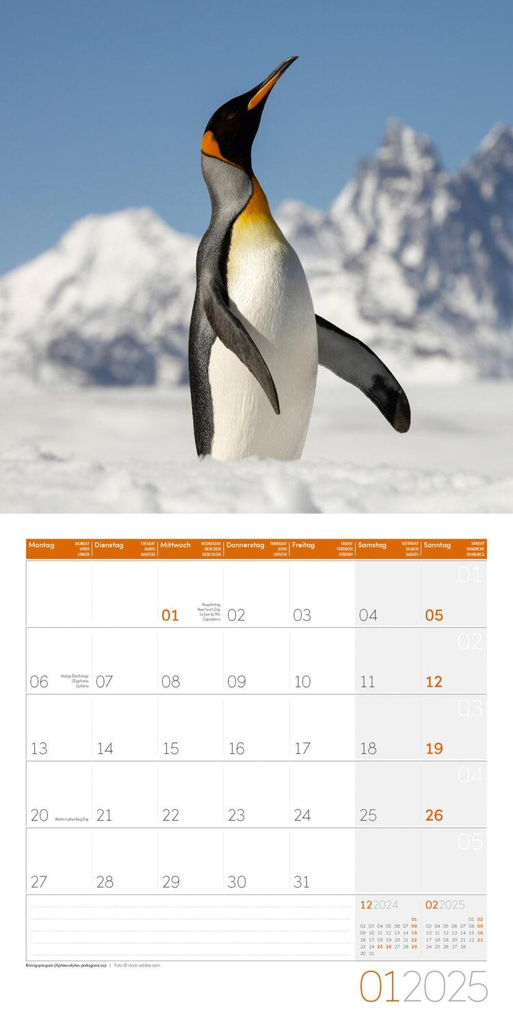 Bild: 9783838445250 | Pinguine Kalender 2025 - 30x30 | Ackermann Kunstverlag | Kalender