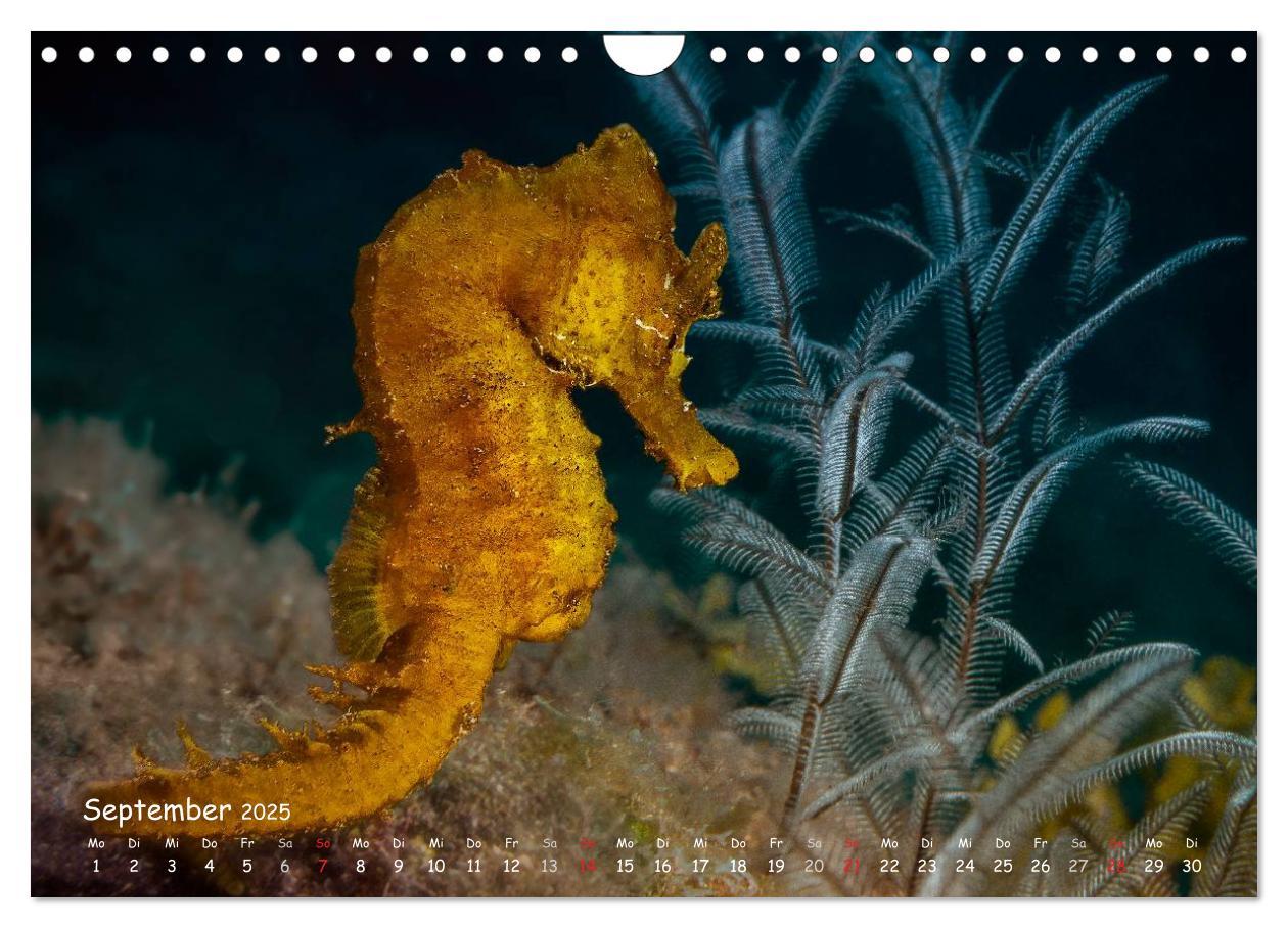 Bild: 9783435504329 | Hippocampus oder einfach nur Seepferdchen (Wandkalender 2025 DIN A4...