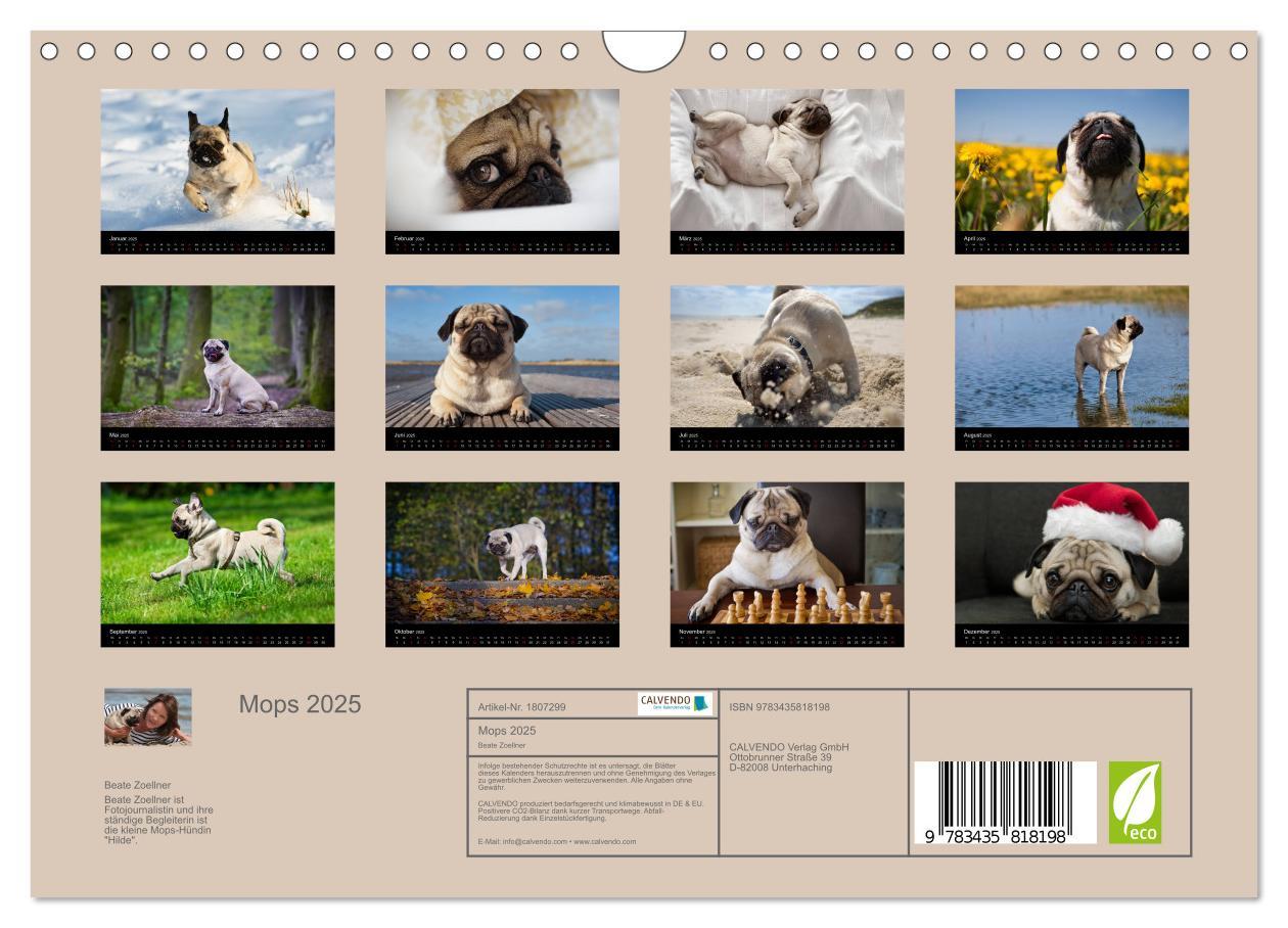 Bild: 9783435818198 | Mops 2025 (Wandkalender 2025 DIN A4 quer), CALVENDO Monatskalender