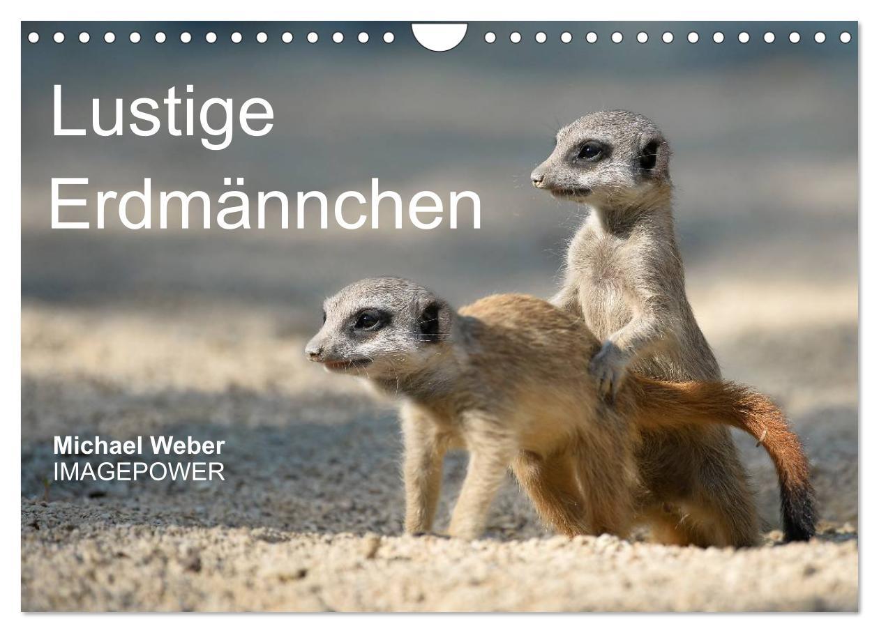 Cover: 9783435782451 | Lustige Erdmännchen (Wandkalender 2025 DIN A4 quer), CALVENDO...