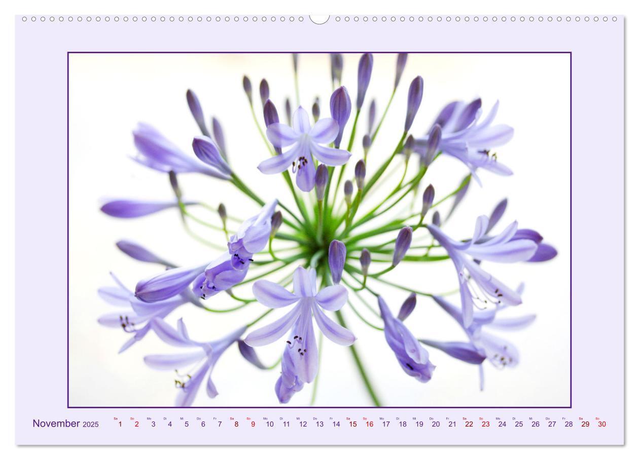 Bild: 9783435030682 | Schmucklilie - Agapanthus (hochwertiger Premium Wandkalender 2025...